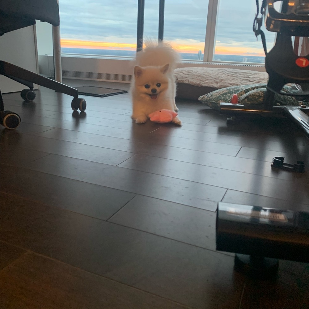 Pet Toy - Picture 3 of 6
